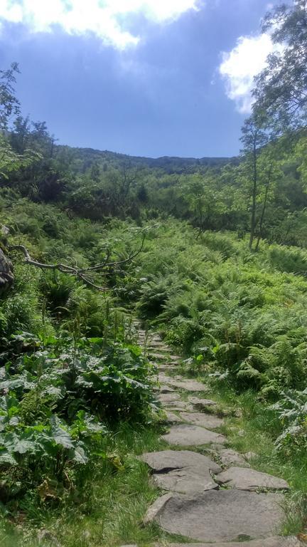 Agroturystyka Lesny Zakatek Stryszawa Extérieur photo